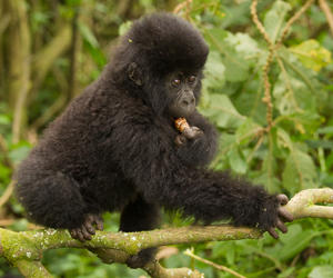 gorilla